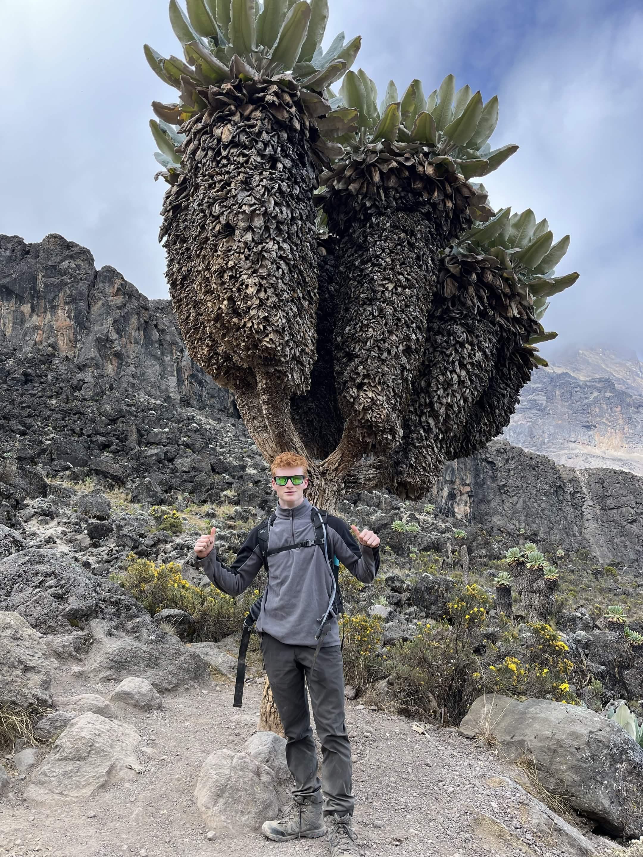 These trees only grow on Kilimanjaro!
